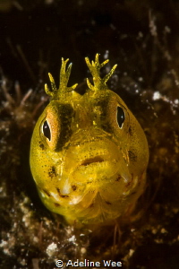 Roughhead blenny (Acanthemblemaria aspera) by Adeline Wee 